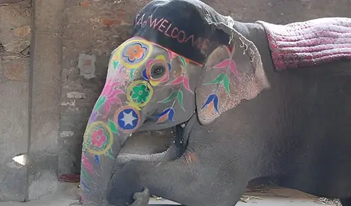 What to Do in Jaipur If You Love Animals and Nature: Ethical Encounters, Calm Landscapes & Meaningful Experiences