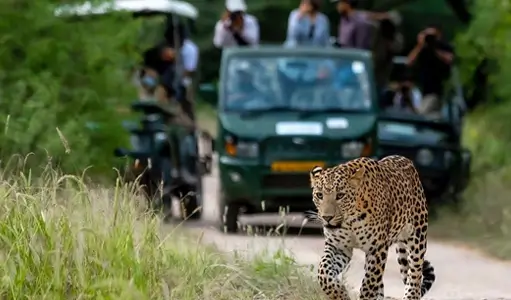 Top 5 Family-Friendly Wildlife Experiences in Jaipur