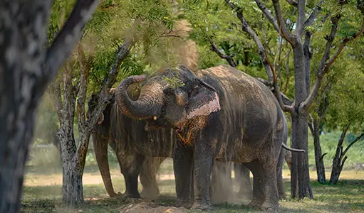 Wildlife Tourism in Jaipur Beyond Tigers: Elephants, Leopards & Ethical Safaris