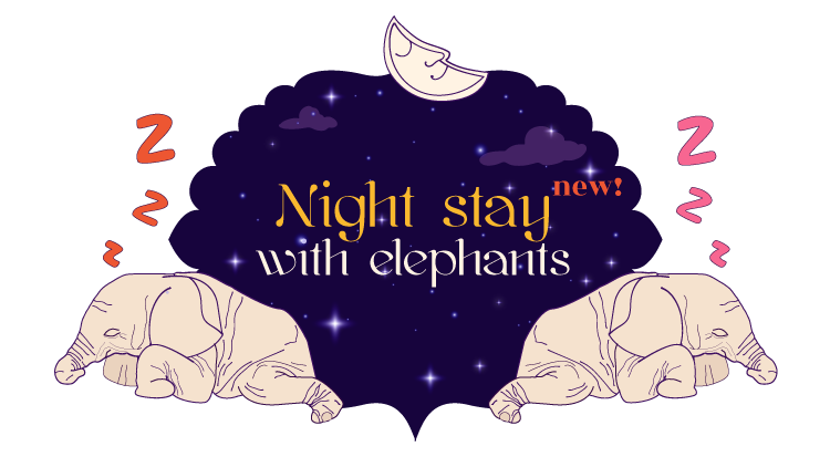 Night stay with elephants new!