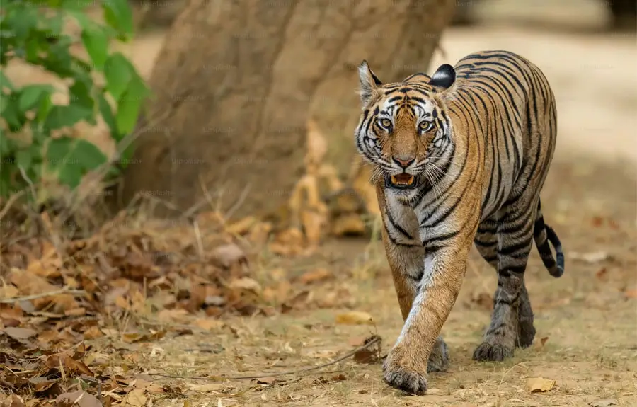Golden Triangle LGBT Tour with Ranthambore Tiger Safari