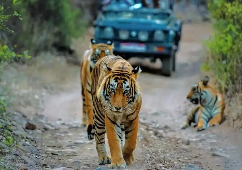12 Days Luxury India Leopard & Tiger Safari Tour with Delhi, Agra, Ranthambore, Jawai & Jaipur