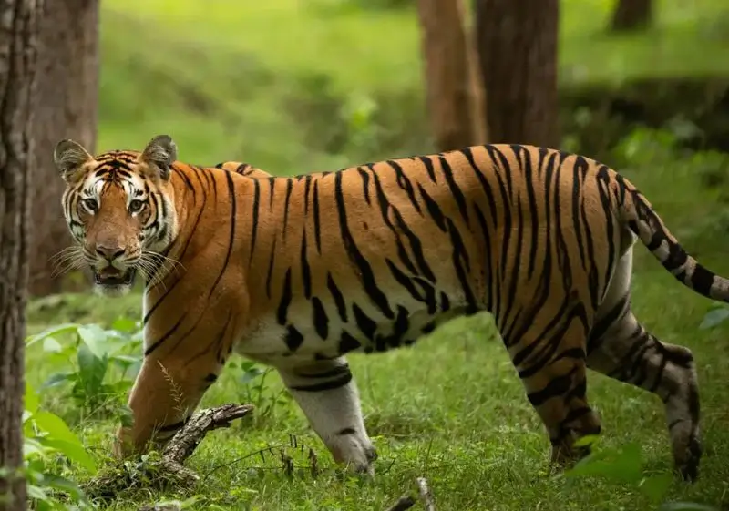 14 Days Luxury India Wildlife Safari Tour with Delhi, Agra, Ranthambore, Jawai, Jodhpur & Udaipur