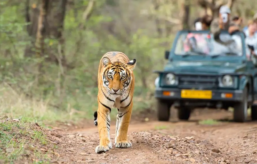 Luxury Rajasthan with Wildlife & Wilderness