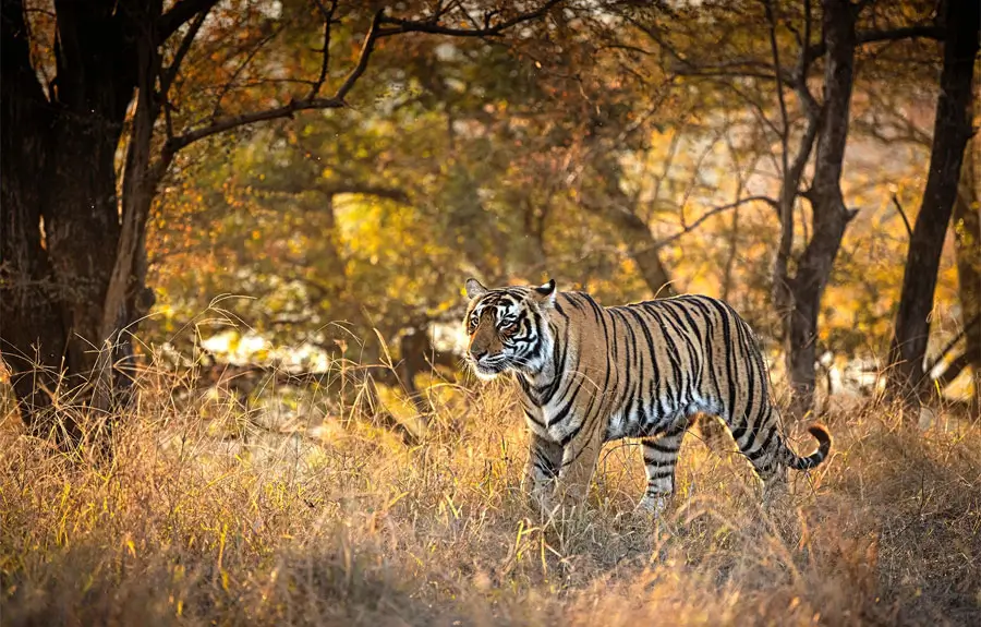 Rajasthan Wildlife and Heritage Tour