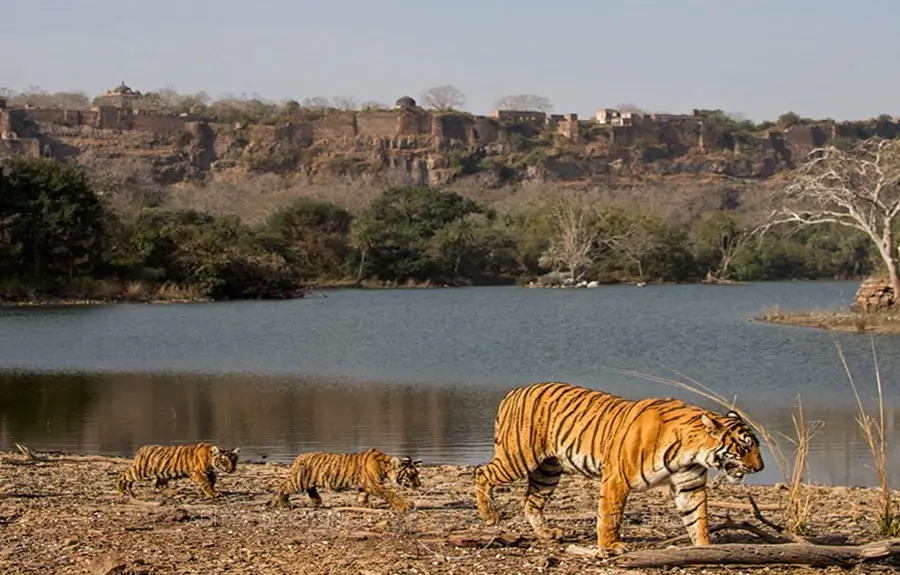 Golden Triangle LGBT Tour with Ranthambore Tiger Safari