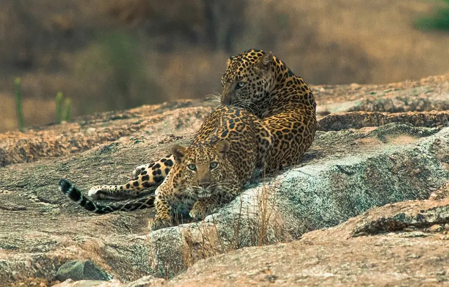 Luxury Rajasthan with Wildlife & Wilderness