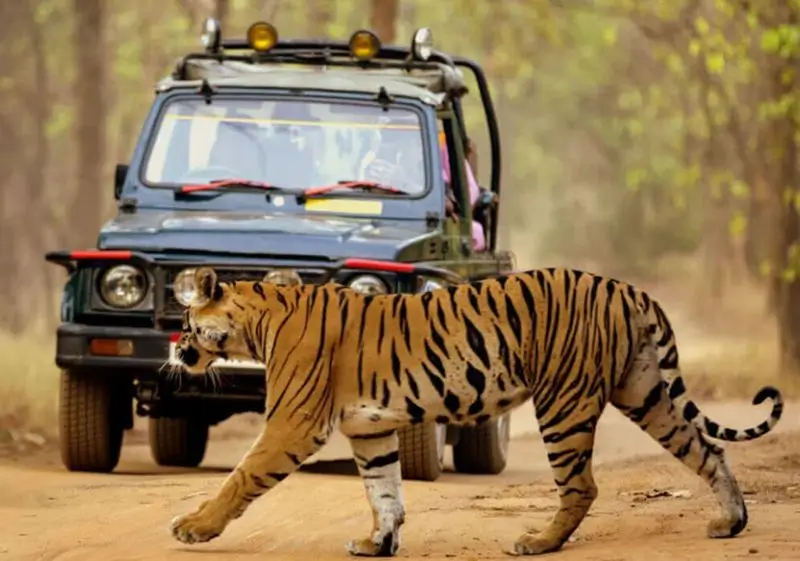 12 Days Luxury India Leopard & Tiger Safari Tour with Delhi, Agra, Ranthambore, Jawai & Jaipur