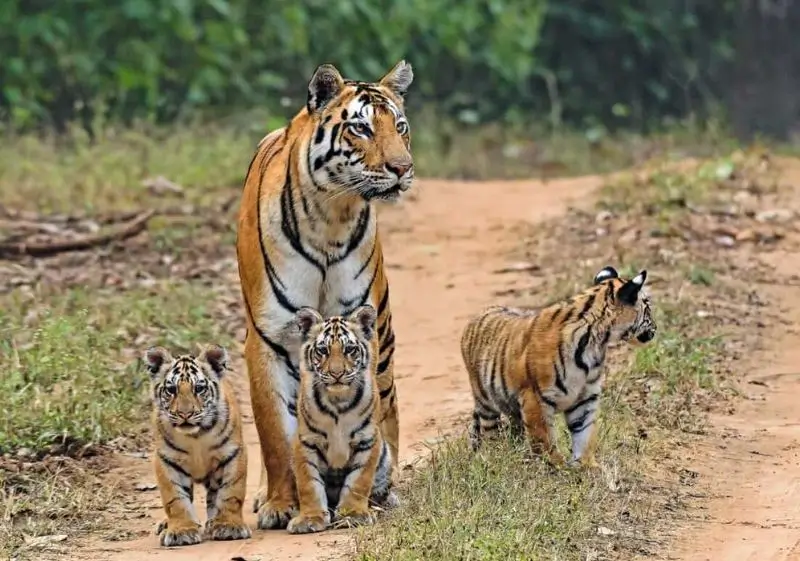 12 Days Luxury India Leopard & Tiger Safari Tour with Delhi, Agra, Ranthambore, Jawai & Jaipur