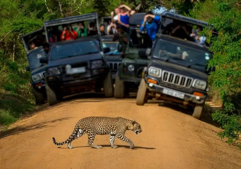 12 Days Luxury India Leopard & Tiger Safari Tour with Delhi, Agra, Ranthambore, Jawai & Jaipur