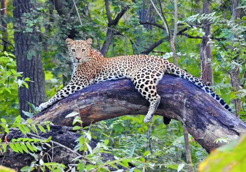 12 Days Luxury India Leopard & Tiger Safari Tour with Delhi, Agra, Ranthambore, Jawai & Jaipur