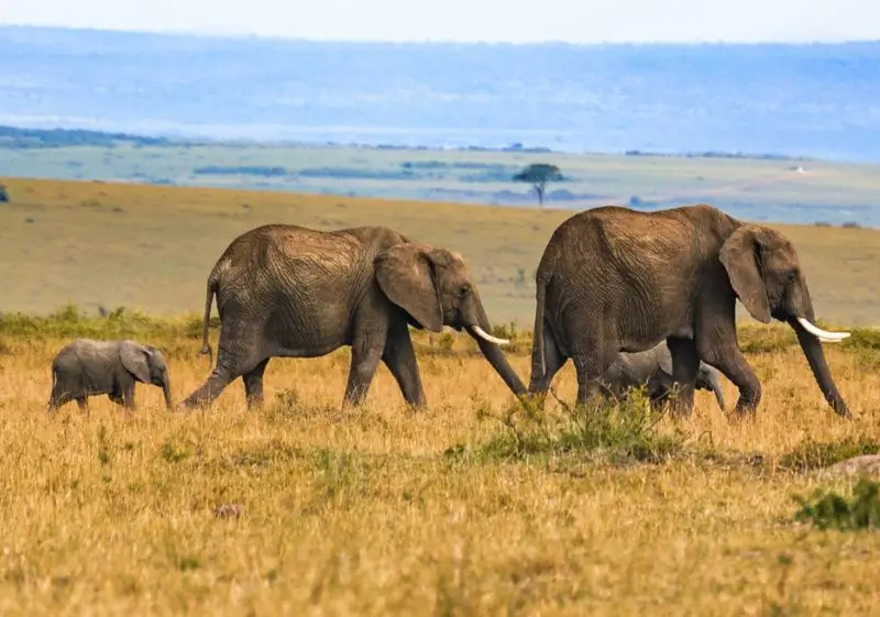 14 Days Luxury India Wildlife Safari Tour with Delhi, Agra, Ranthambore, Jawai, Jodhpur & Udaipur