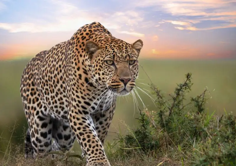 14 Days Luxury India Wildlife Safari Tour with Delhi, Agra, Ranthambore, Jawai, Jodhpur & Udaipur