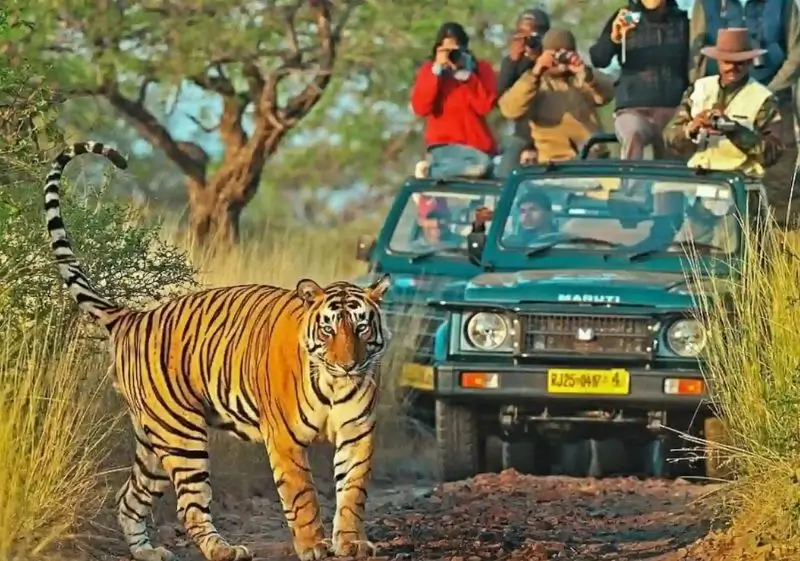 14 Days Luxury India Wildlife Safari Tour with Delhi, Agra, Ranthambore, Jawai, Jodhpur & Udaipur