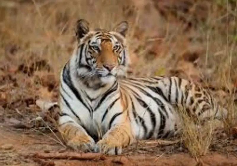14 Days Luxury India Wildlife Safari Tour with Delhi, Agra, Ranthambore, Jawai, Jodhpur & Udaipur