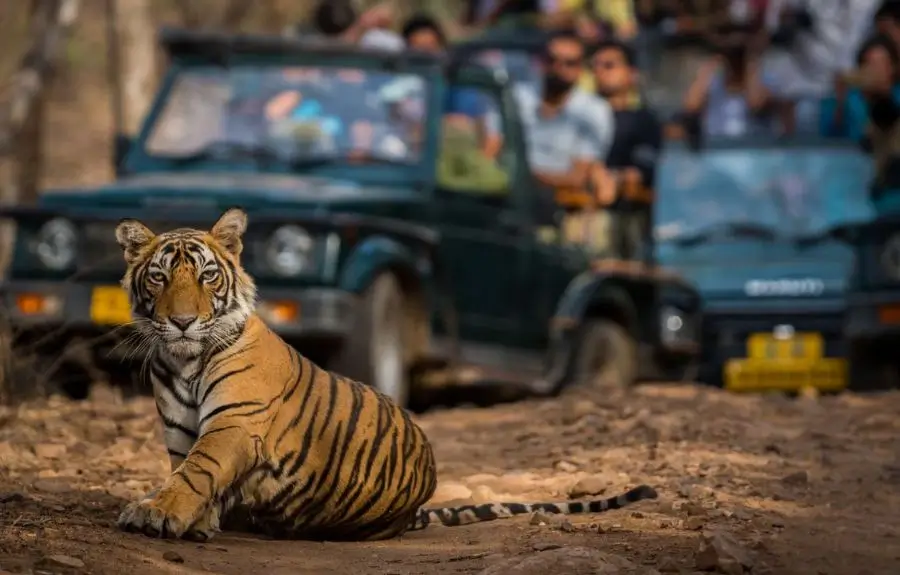 13 Days Private Rajasthan Gay Luxury Vacation with Jaipur, Ranthambore, Jodhpur, Jawai, Udaipur & Pushkar
