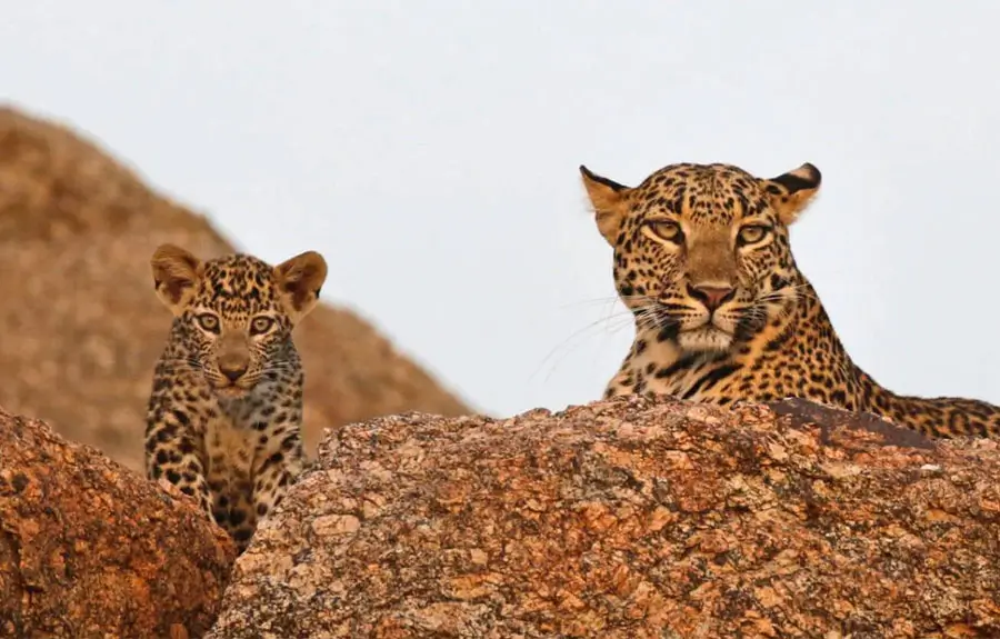 Rajasthan Wildlife and Heritage Tour