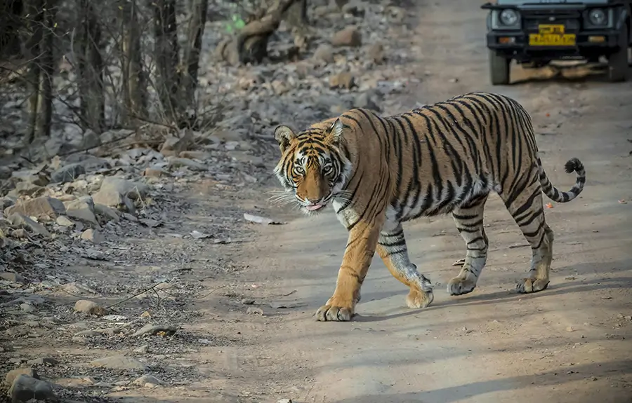 Golden Triangle with Taj Safari Lodges