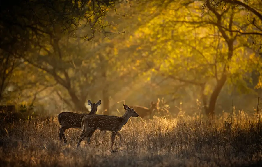 Rajasthan Wildlife and Heritage Tour