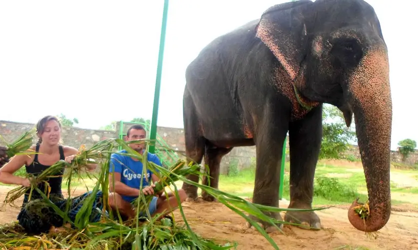 A-Day-with-Elephants-in-Jaipurss
