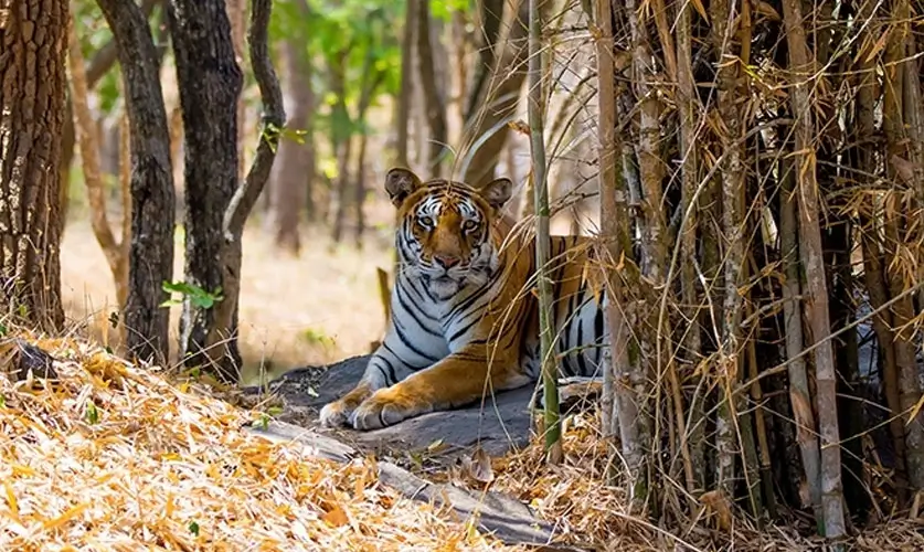 Best-Wildlife-Experiencesss