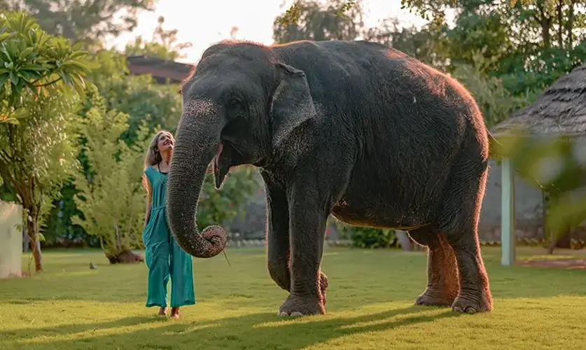 Elefantastic-Jaipur