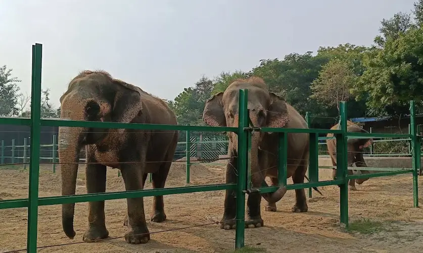 Elephant-Care-North-India