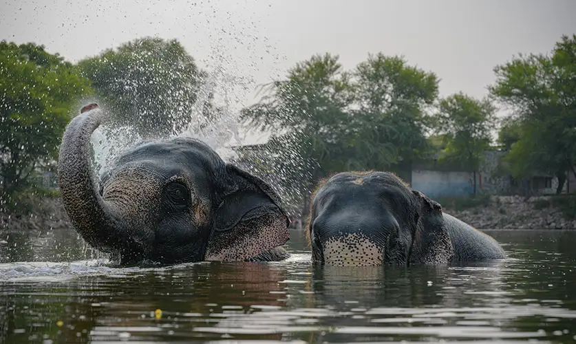 Elephant-Experience