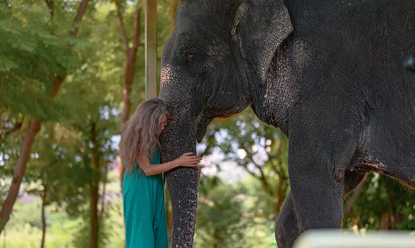 Elephant-Fact