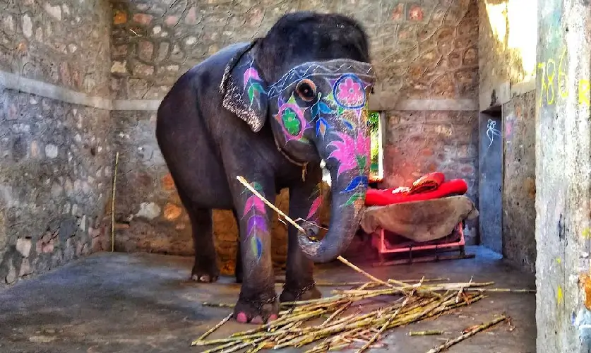 Elephant-Feeding