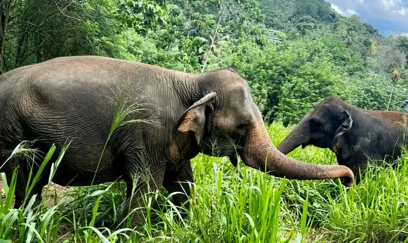 Elephant-Freedom-Project-Keral