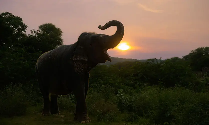 Elephant-Safari-Jaipur-Trip