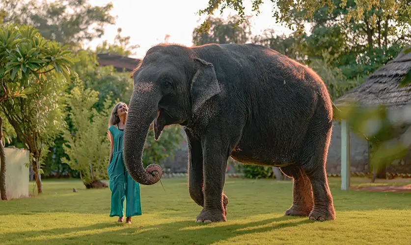 Elephants-Jaipur
