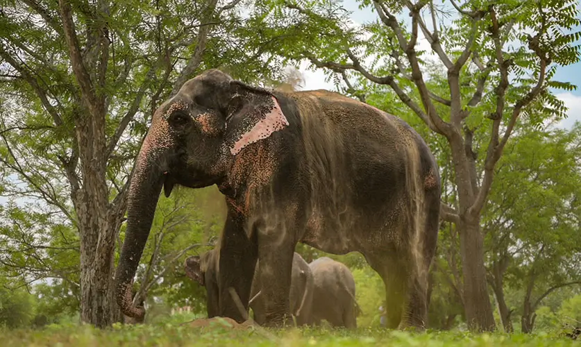 Ethical-Elephant-Experience