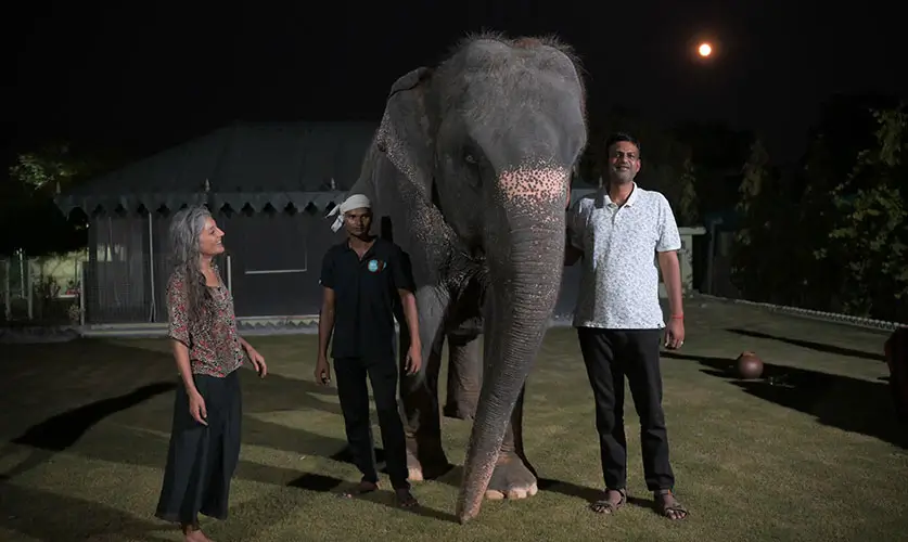 Guided-Elephant-Tour-Jaipur