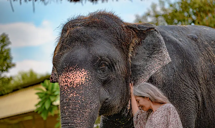 International-Traveler-Love-Elephant