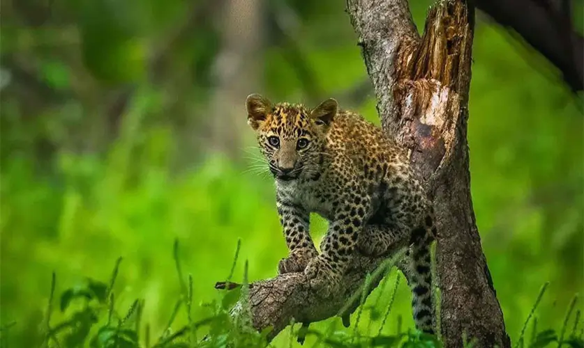 Jhalana-Leopard-Safari