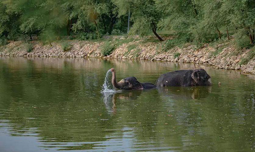 Luxury-Meets-Wildlife-Jaipur