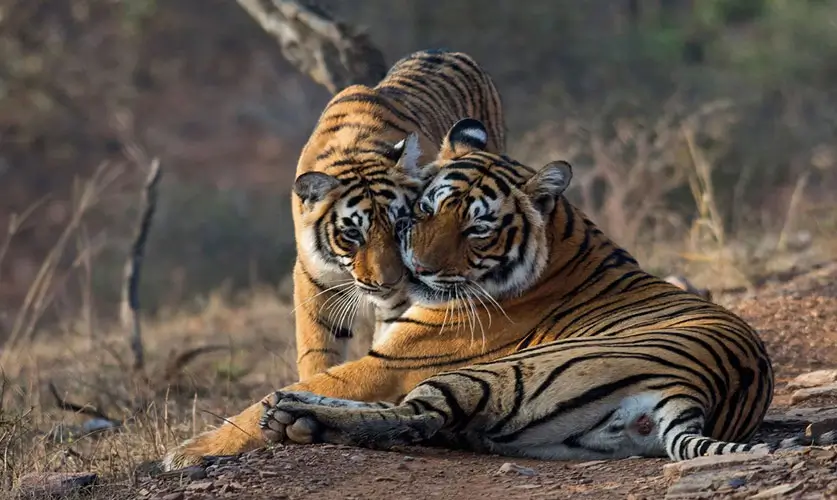Ranthambore-Luxury-Wildlife