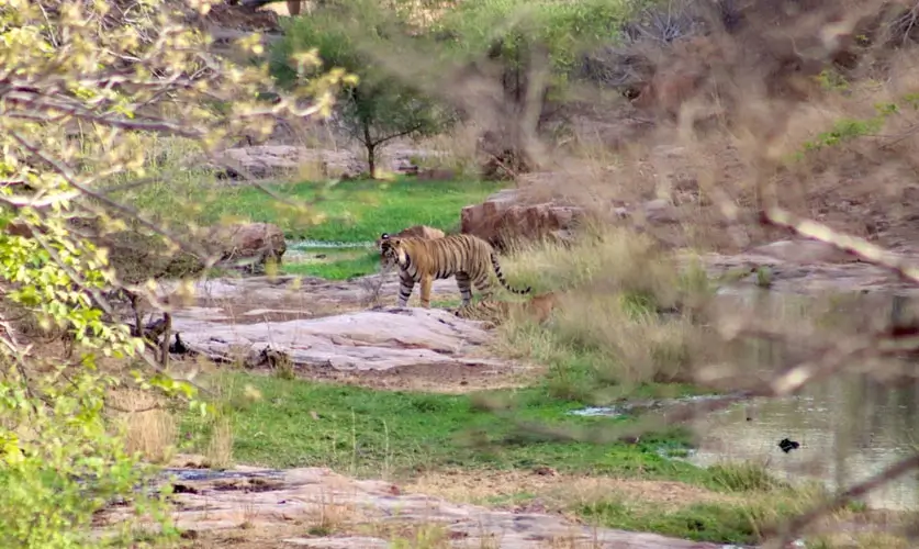 Ranthambore-National-Park