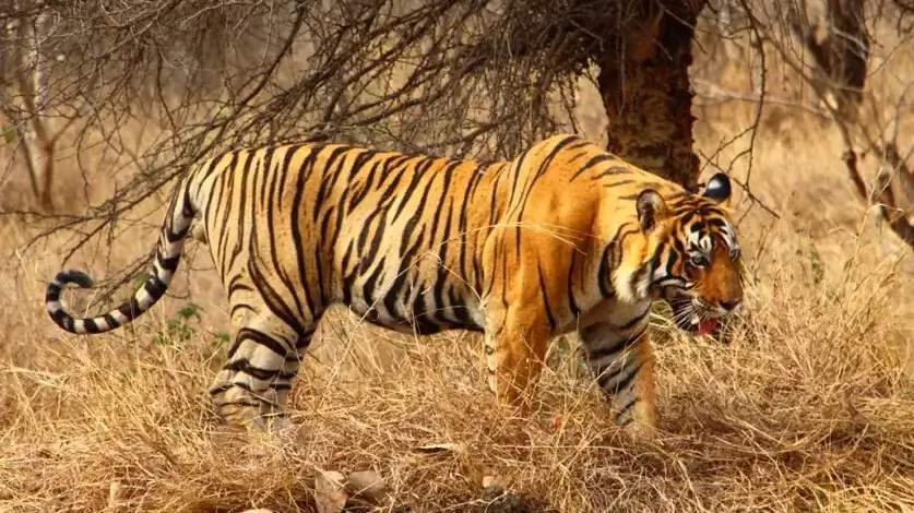 Ranthambore National Park
