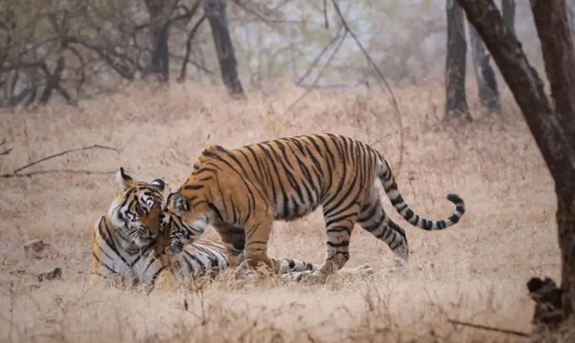 Ranthambore