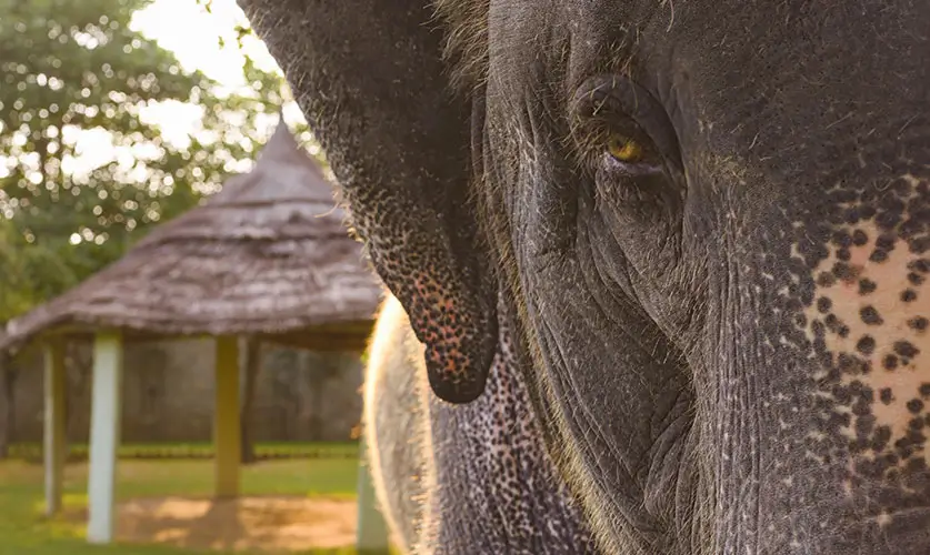 Stays-with-Elephant