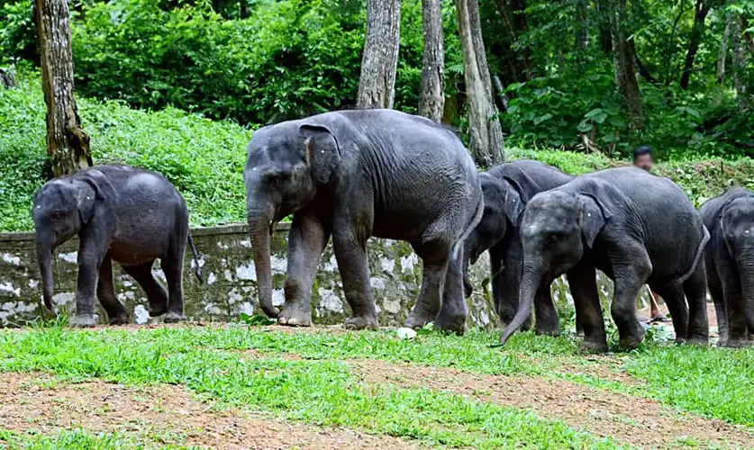 Tree-Tops-Elephant-Reserve-Kerala