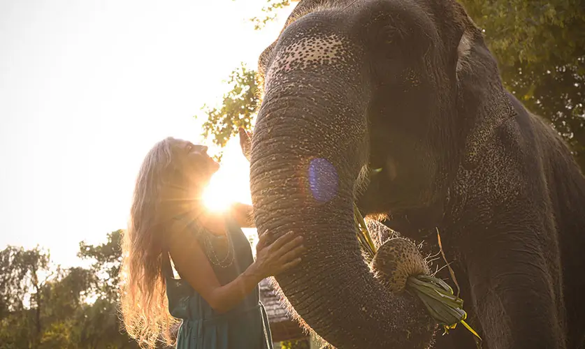Walk-with-Elephant