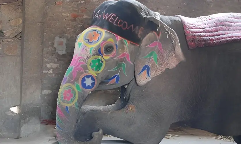 What-to-Do-in-Jaipur