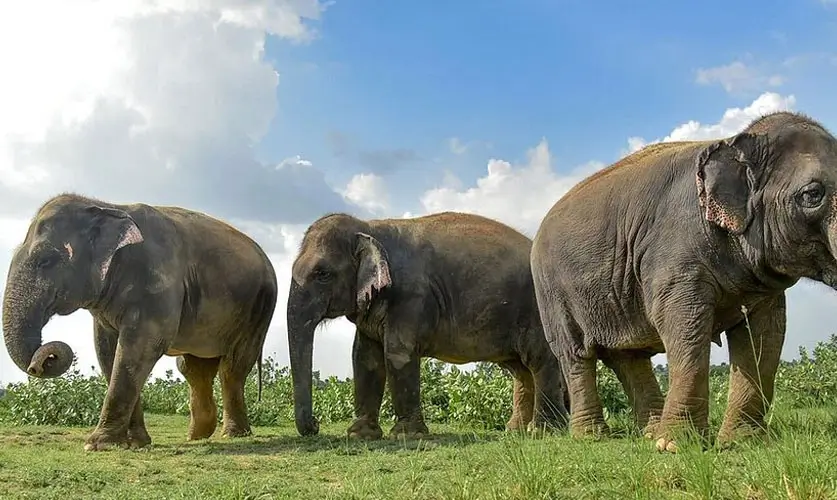 Wildlife-SOS-Elephant-Mathura