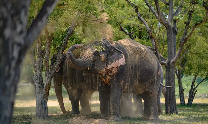 Wildlife-Tourism-Jaipur