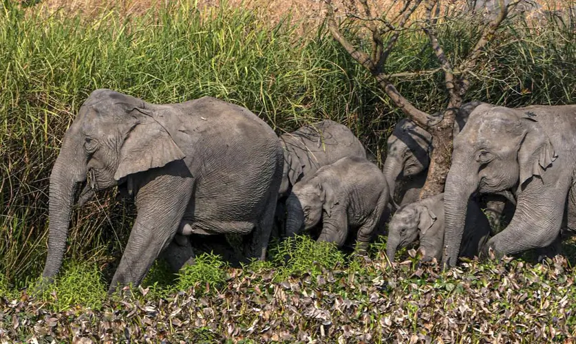 assam-elephant-foundation