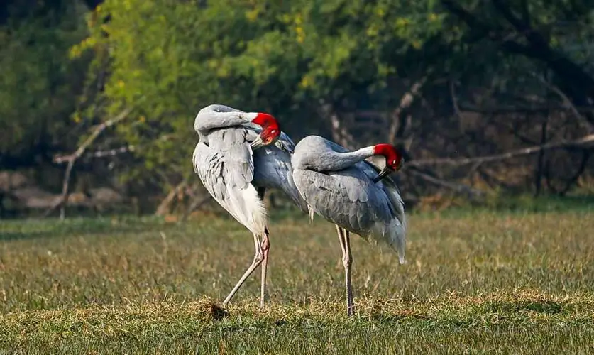 keoladeo-national-park